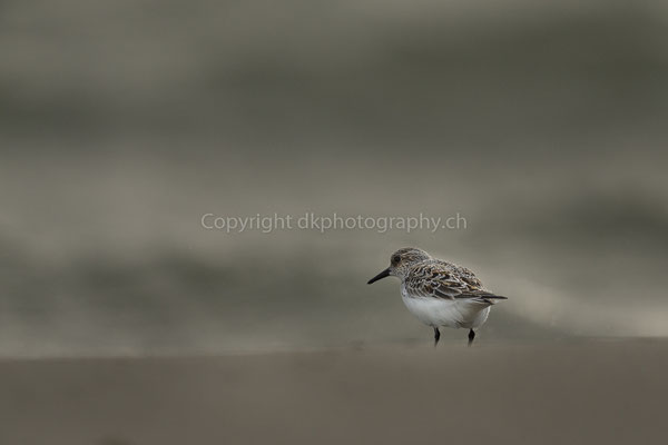 Zwergstrandläufer 2 (Calidris minuta), aufgenommen in Cudrefin (CH). Bild-Nummer: 227