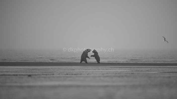 Fight for the fish (Agro and Crimpear, Braunbären, Ursus arctos, Alaska) Bild-Nummer: 6