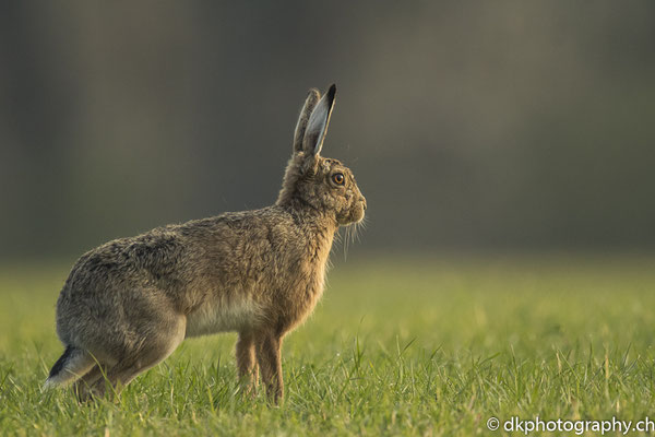 Feldhase 1 (Lepus europaeus), aufgenommen in Deutschland. Bild-Nummer: 308
