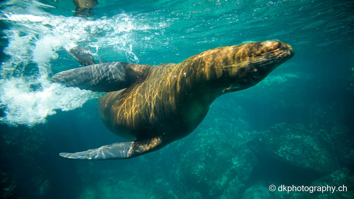 Galapagos-Seelöwe im Spiel, Ecuador.