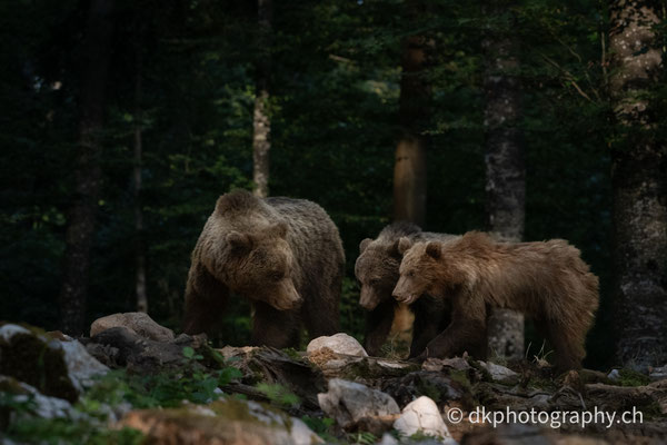 Jungbären (1.5 Jahre) mit Mutter, Slowenien.
