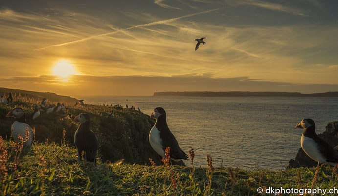 Kolonie im Sonnenuntergang (Papageitaucher, Fratercula arctica), aufgenommen in Wales. Bild-Nummer: 332