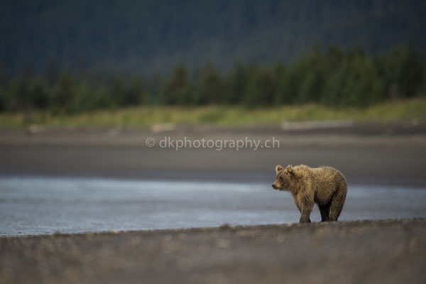 Brown bear (Braunbär, Ursus arctos, Alaska) Bild-Nummer: 25
