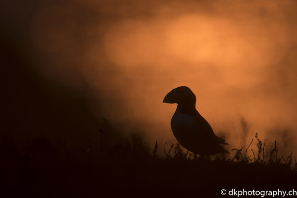 Papageitaucher (Fratercula arctica) im Sonnenuntergang, aufgenommen in Wales. Bild-Nummer: 343