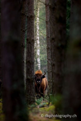 Wilder Wisentbulle im Wald, Polen, 2025.