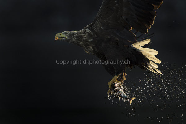 Seeadler 13 (Haliaeetus albicilla), aufgenommen in Norwegen Bild-Nummer: 184