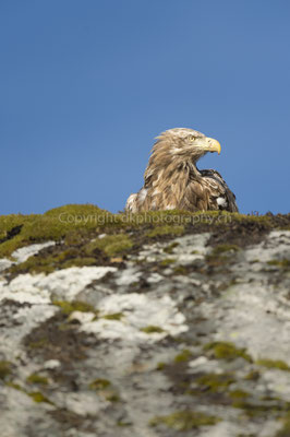 Seeadler 17 (Haliaeetus albicilla), aufgenommen in Norwegen Bild-Nummer: 188