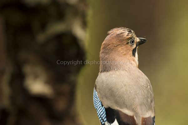 Eichelhäher (Garrulus glandarius), aufgenommen in Norwegen Bild-Nummer: 209
