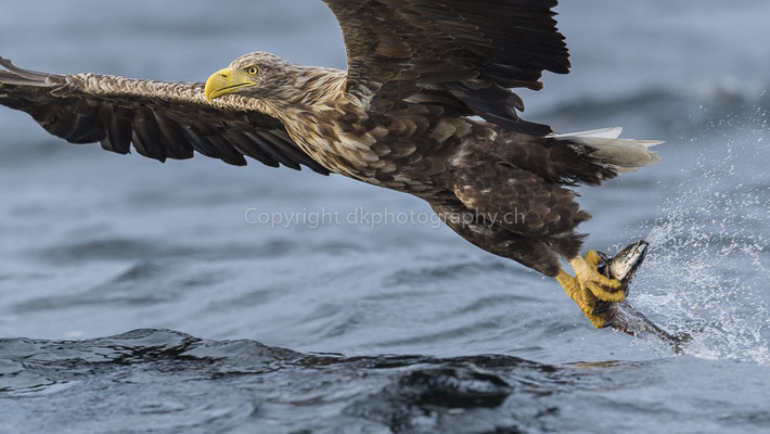 Seeadler 18 (Haliaeetus albicilla), aufgenommen in Norwegen Bild-Nummer: 189