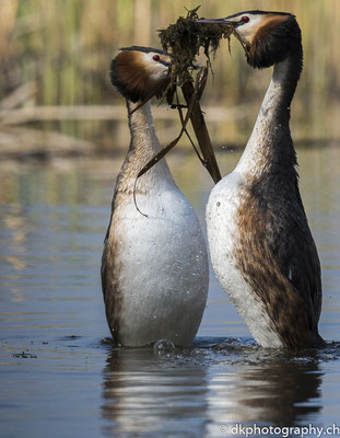 Balzende Haubentaucher (Podiceps cristatus), aufgenommen in Champ-Pittet (CH). Bild-Nummer: 318