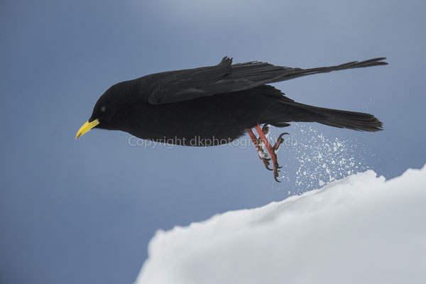 Alpendohle (Pyrrhocorax graculus), aufgenommen im Wallis (CH). Bild-Nummer: 230