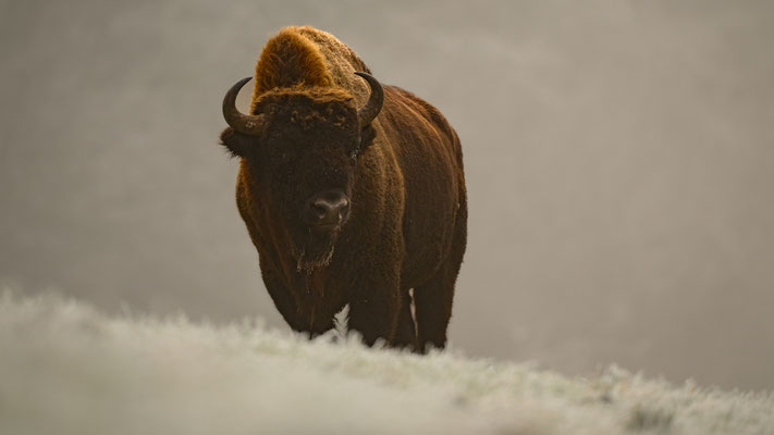 Wisent-Bulle, Dezember 2023