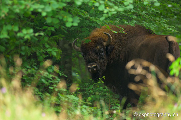 Wisent Bulle , Juli 2023