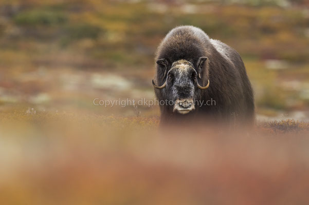 Moschusochse 9 (Ovibus moschatus), aufgenommen in Norwegen Bild-Nummer: 206