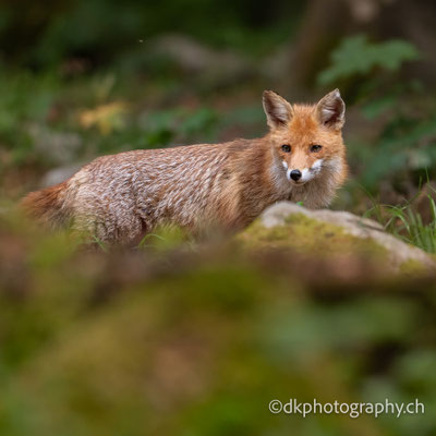Rotfuchs, fox, Slovenia, wildlife