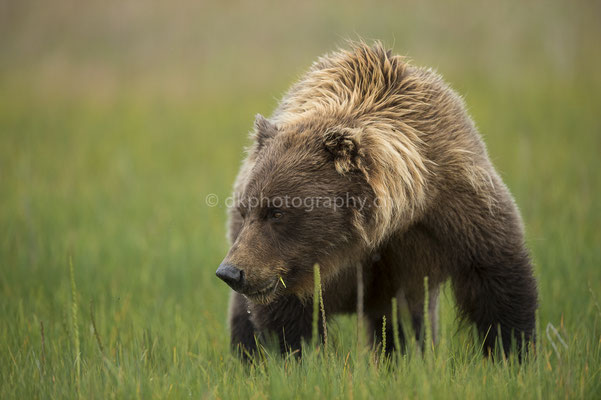 Kontrollblick zu den Jungen (Braunbär, Ursus arctos, Alaska) Bild-Nummer: 37