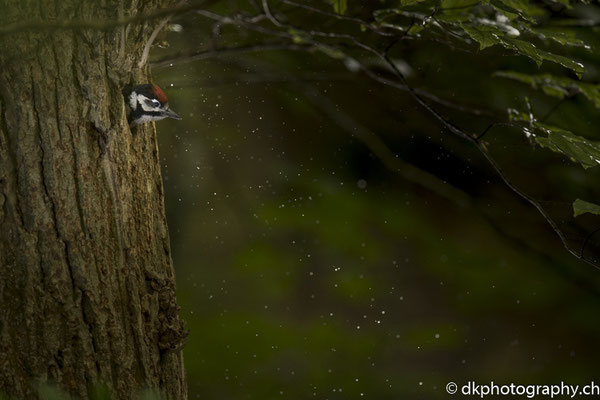 Blick in den Regen (Buntspecht, Schweiz)