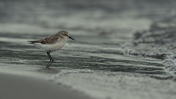 Zwergstrandläufer 3 (Calidris minuta), aufgenommen in Cudrefin (CH). Bild-Nummer: 228