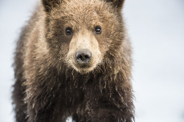 Coming very close (Braunbär, Ursus arctos, Alaska) Bild-Nummer: 11