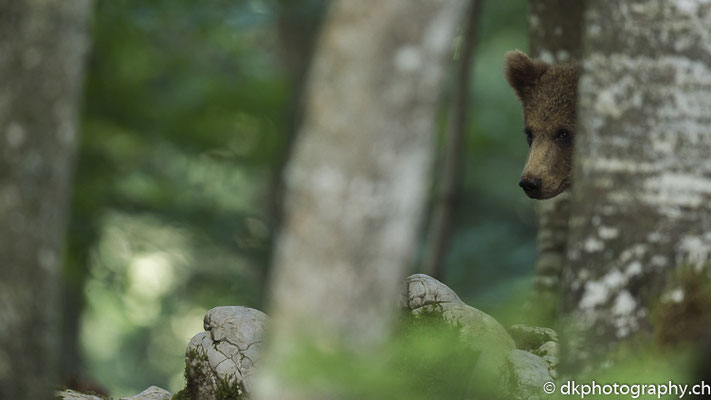 Versteckt (Braunbär 1.5-jährig, Ursus arctos, Slowenien)