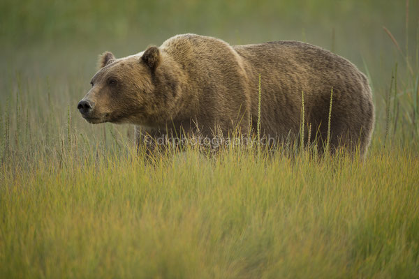 Weibchen, noch nicht benannt (Braunbär, Ursus arctos, Alaska) Bild-Nummer: 33