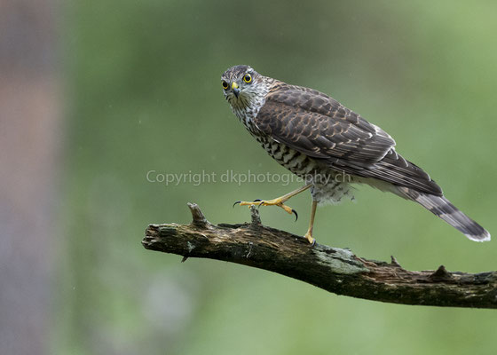 Sperber 2 (Accipiter nisus), aufgenommen in Norwegen. Bild-Nummer: 214