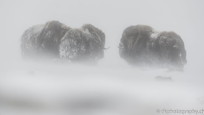 Im Sturm, Moschusochsen, Dovrefjell Norwegen.