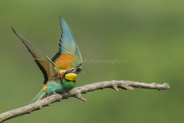 Bienenfresser tötet seine Beute, indem er sie auf den Ast schlägt (Merops apiaster), aufgenommen im Kaiserstuhl (D). Bild-Nummer: 220