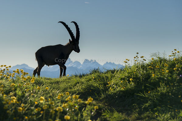 Begegnung in den Bergen, (Steinbockmännchen, Capra ibex), aufgenommen am Augstmatthorn (CH). Bild-Nummer: 248