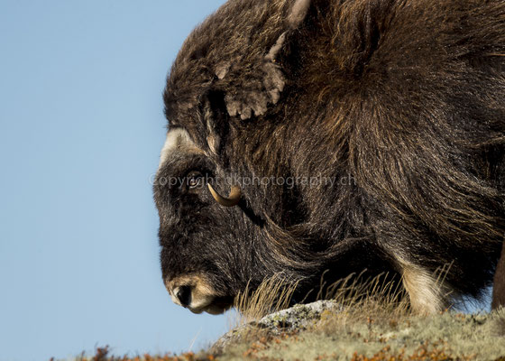 Moschusochse 4 (Ovibus moschatus), aufgenommen in Norwegen Bild-Nummer: 201
