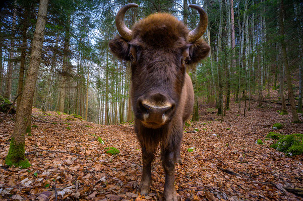 Wisent in Fotofalle, Februar 2024