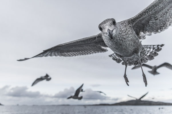 Gruss einer Möwe, aufgenommen in Norwegen. Bild-Nummer: 193