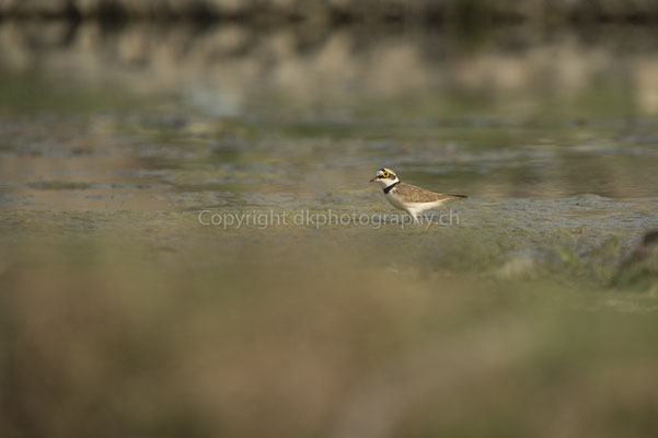 Flussregenpfeifer (Charadrius dubius), aufgenommen in Nepal. Bild-Nummer: 240
