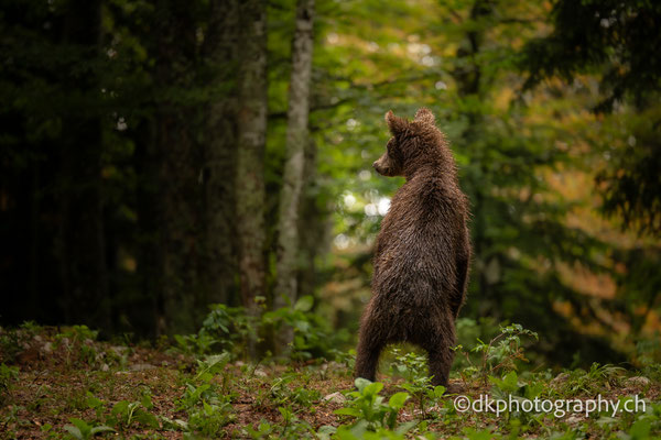 brown bear, Slovenia, wildlife