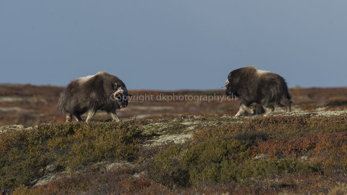 Moschusochse im Zweikampf 2 (Ovibus moschatus), aufgenommen in Norwegen Bild-Nummer: 199