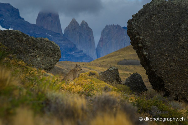 Torres del Paine (Puma (Puma concolor), Patagonien)