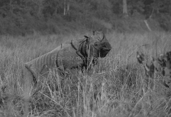 Nashorn (Rhinoceros unicornis) legt sich zur Ruhe, aufgenommen in Nepal. Bild-Nummer: 241
