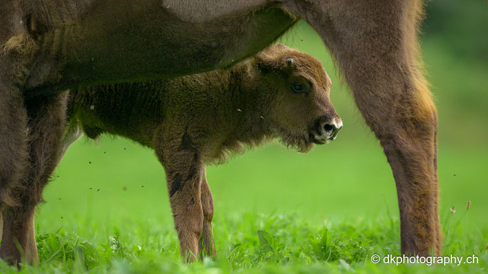 Wisent Kalb, August 2023 (ca. 5-6 Wochen alt)