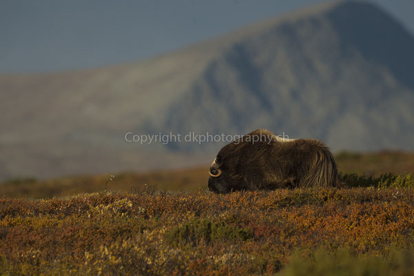 Moschusochse 2 (Ovibus moschatus), aufgenommen in Norwegen Bild-Nummer: 197