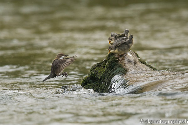 Wasseramsel mit zwei ihrer drei Jungvögel (Cinclus cinclus), aufgenommen in Reinach BL (CH). Bild-Nummer: 316