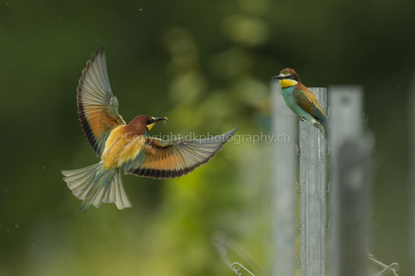 Anflug zur Übergabe eines Brautgeschenks (Bienenfresser, Merops apiaster), aufgenommen im Kaiserstuhl (D). Bild-Nummer: 216