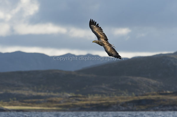 Seeadler 16 (Haliaeetus albicilla), aufgenommen in Norwegen Bild-Nummer: 187