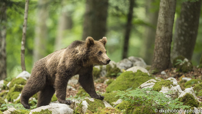 Junger Braunbär (1.5-jährig, Ursus arctos, Slowenien)