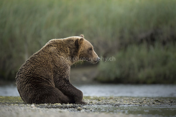 Männlicher Bär, 6-7 jährig (Braunbär, Ursus arctos, Alaska) Bild-Nummer: 18