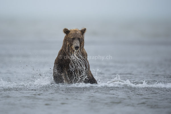 Lachsfang 2 (Braunbär, Ursus arctos, Alaska) Bild-Nummer: 9
