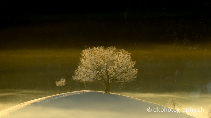 Baum in der Zentralschweiz an einem kalten Wintertag, Winter 2024/2025