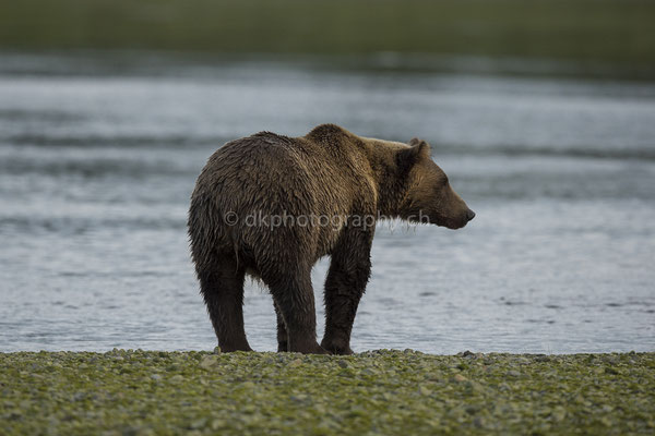 Ausschau für Lachs, 6-7 jähriger männlicher Bär (Braunbär, Ursus arctos, Alaska) Bild-Nummer: 32