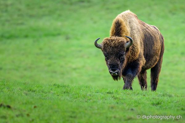 Wisent-Bulle, Dezember 2022