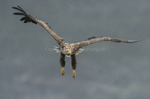Seeadler 9 (Haliaeetus albicilla), aufgenommen in Norwegen Bild-Nummer: 180