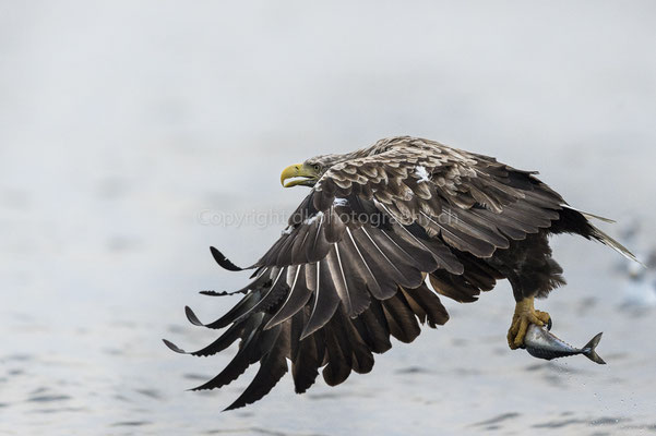 Seeadler 12 (Haliaeetus albicilla), aufgenommen in Norwegen Bild-Nummer: 183